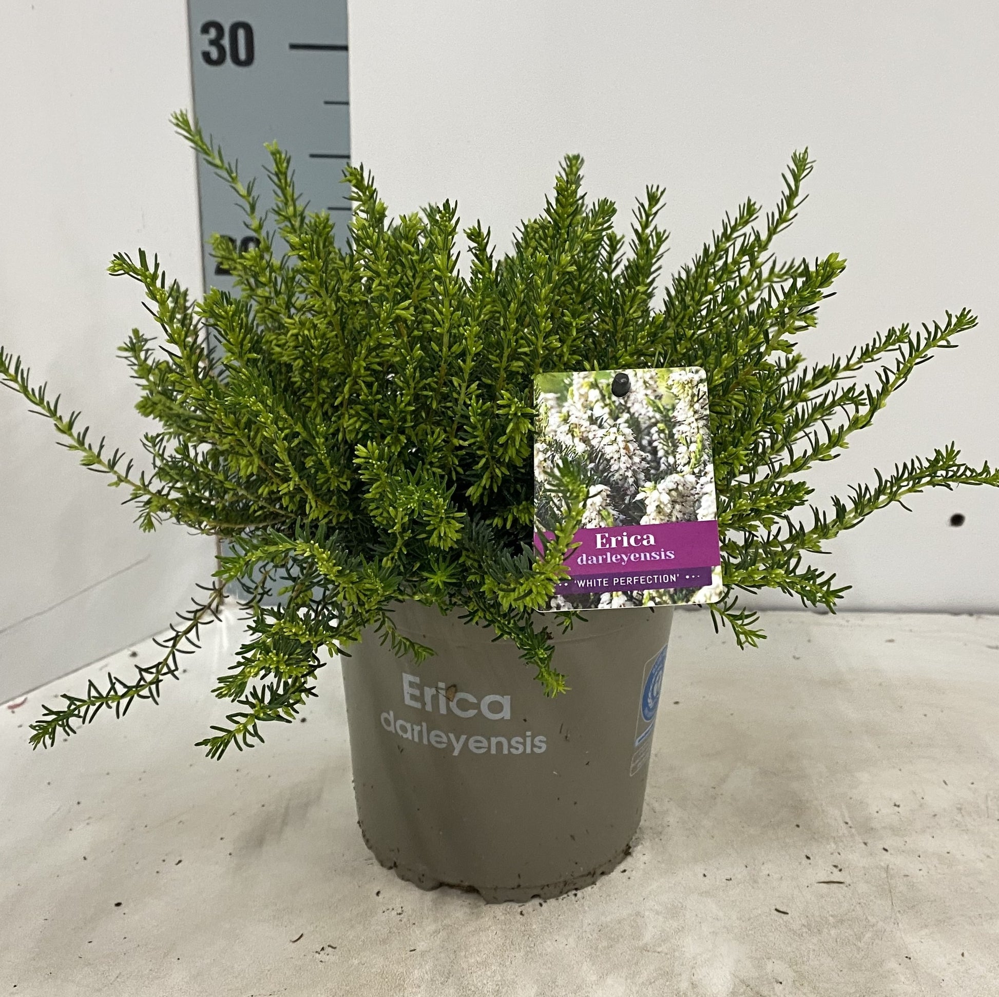 Erica White Perfection 15cm 15cm Pot