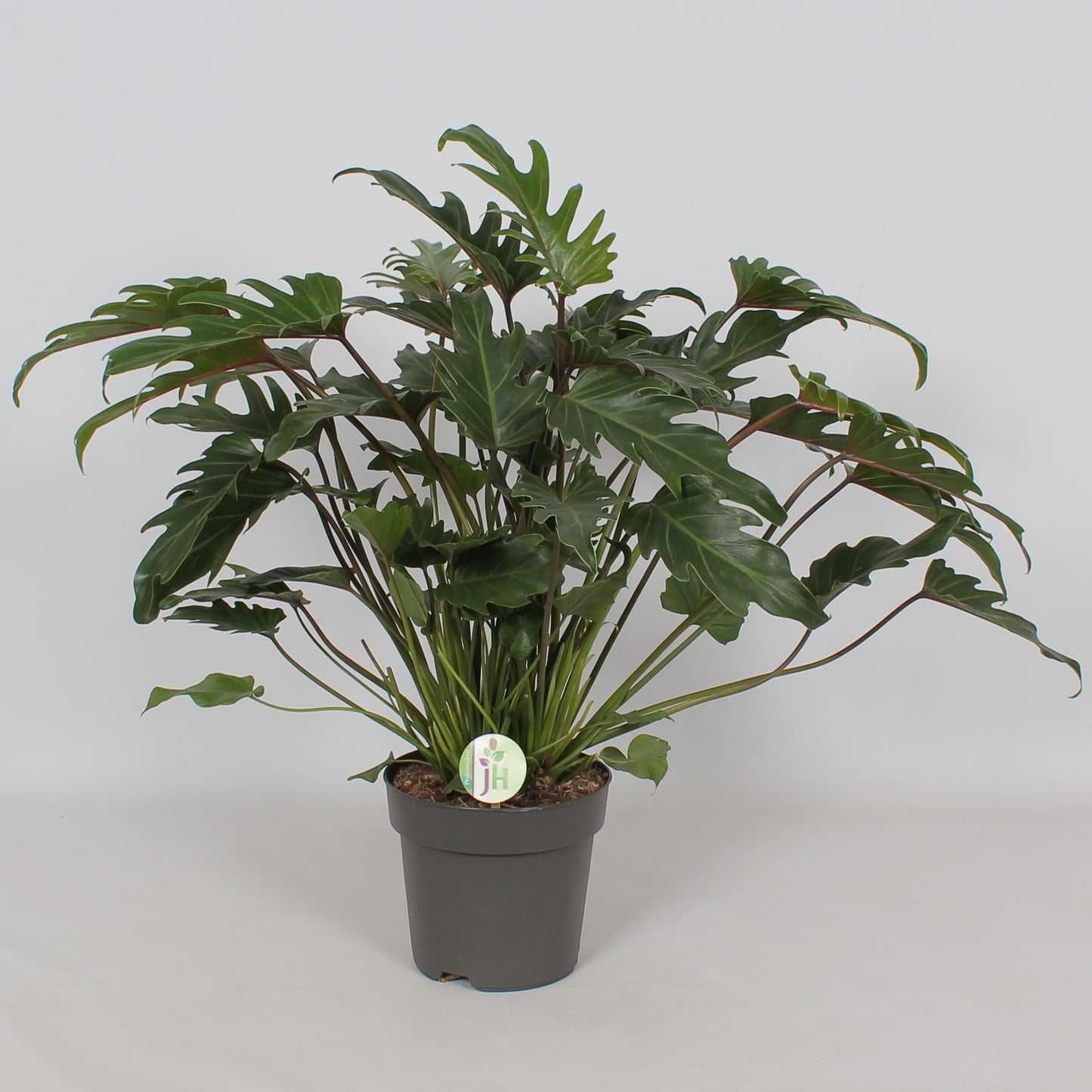Heijnen Potplanten, J. Philodendron Xanadu Pack of 4
