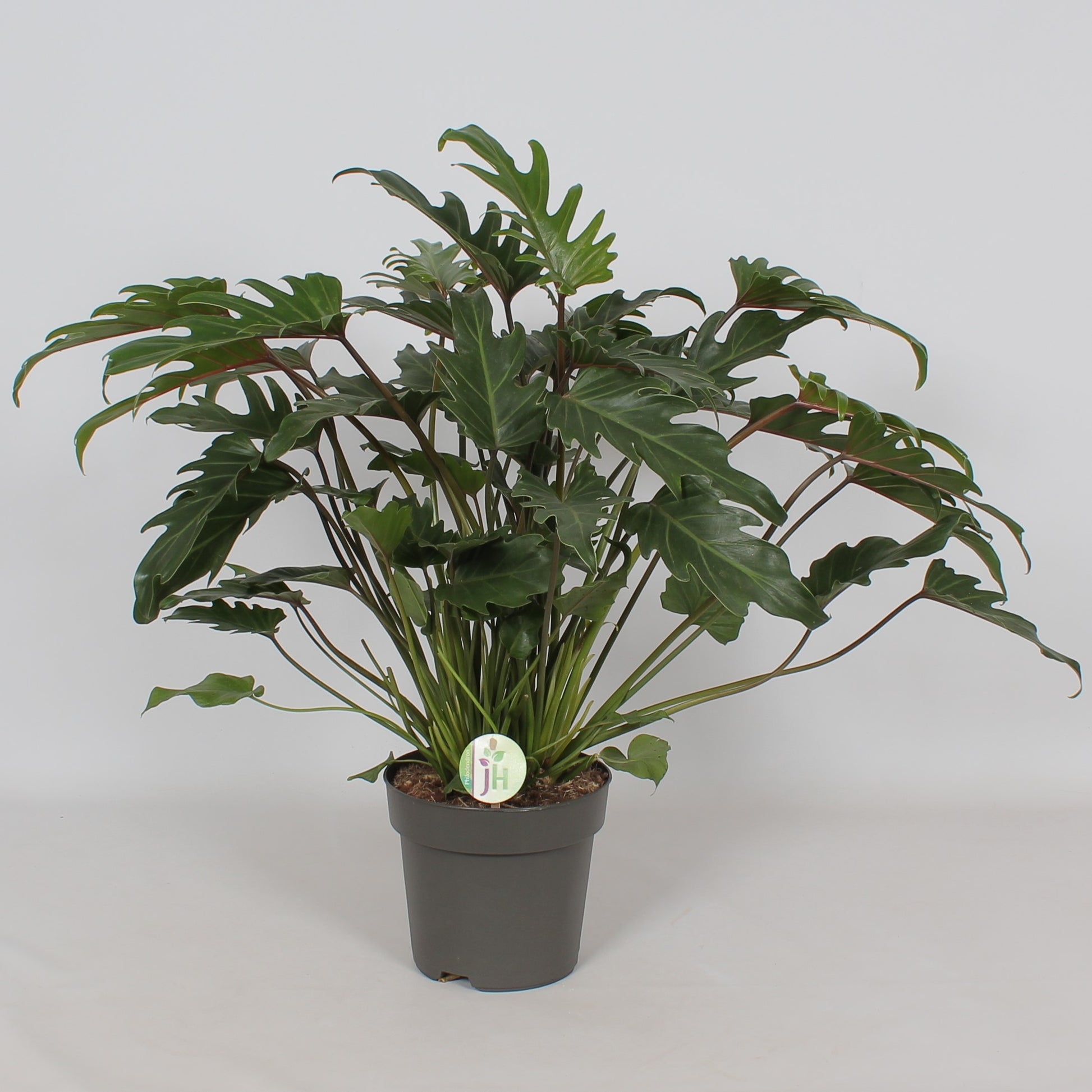 Heijnen Potplanten, J. Philodendron Xanadu Pack of 4
