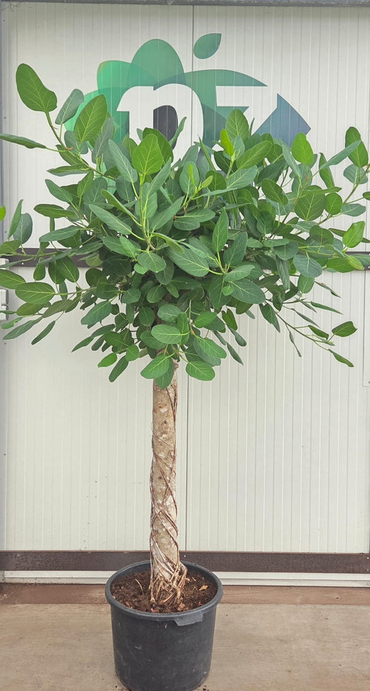 Ficus bengh. Audrey 220cm 50cm Pot