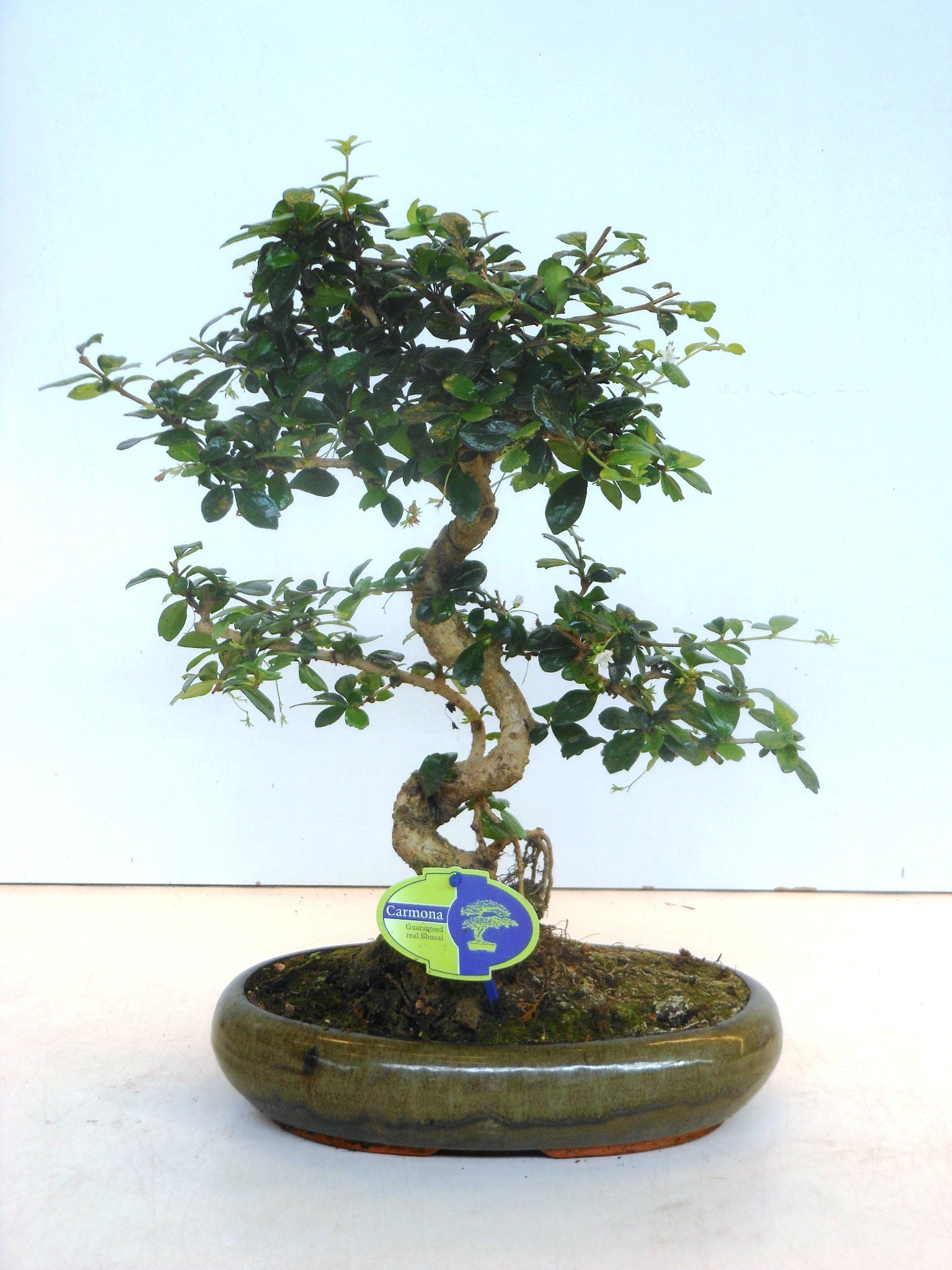 Carmona Bonsai 40cm 29cm Pot