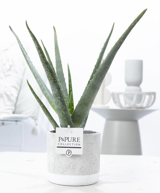 Aloe vera 45cm 12cm Pot