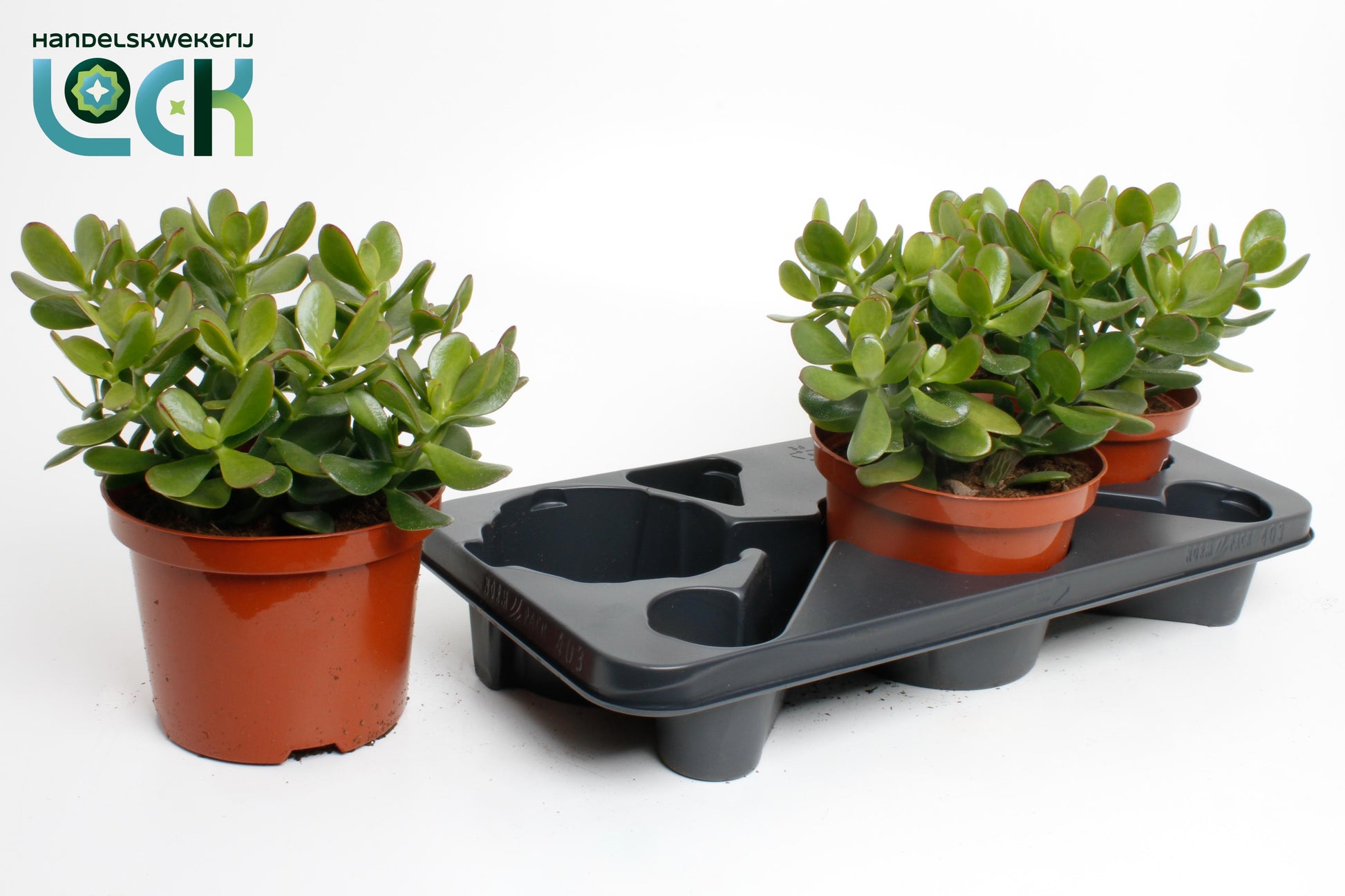 Lock, Handelskwekerij Crassula Argentea ovata Pack of 3