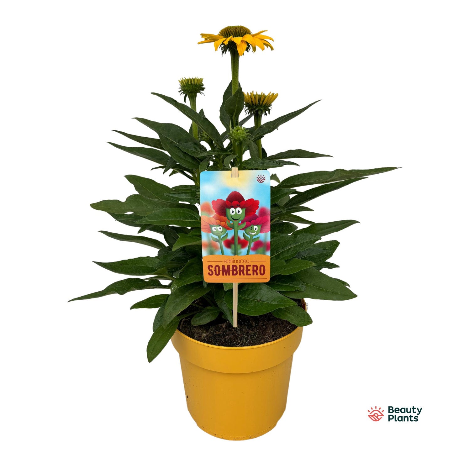 Echinacea Sombrero Lemon Yellow 50cm 17cm Pot