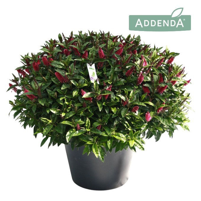 Hebe Addenda mix 80cm 50cm Pot