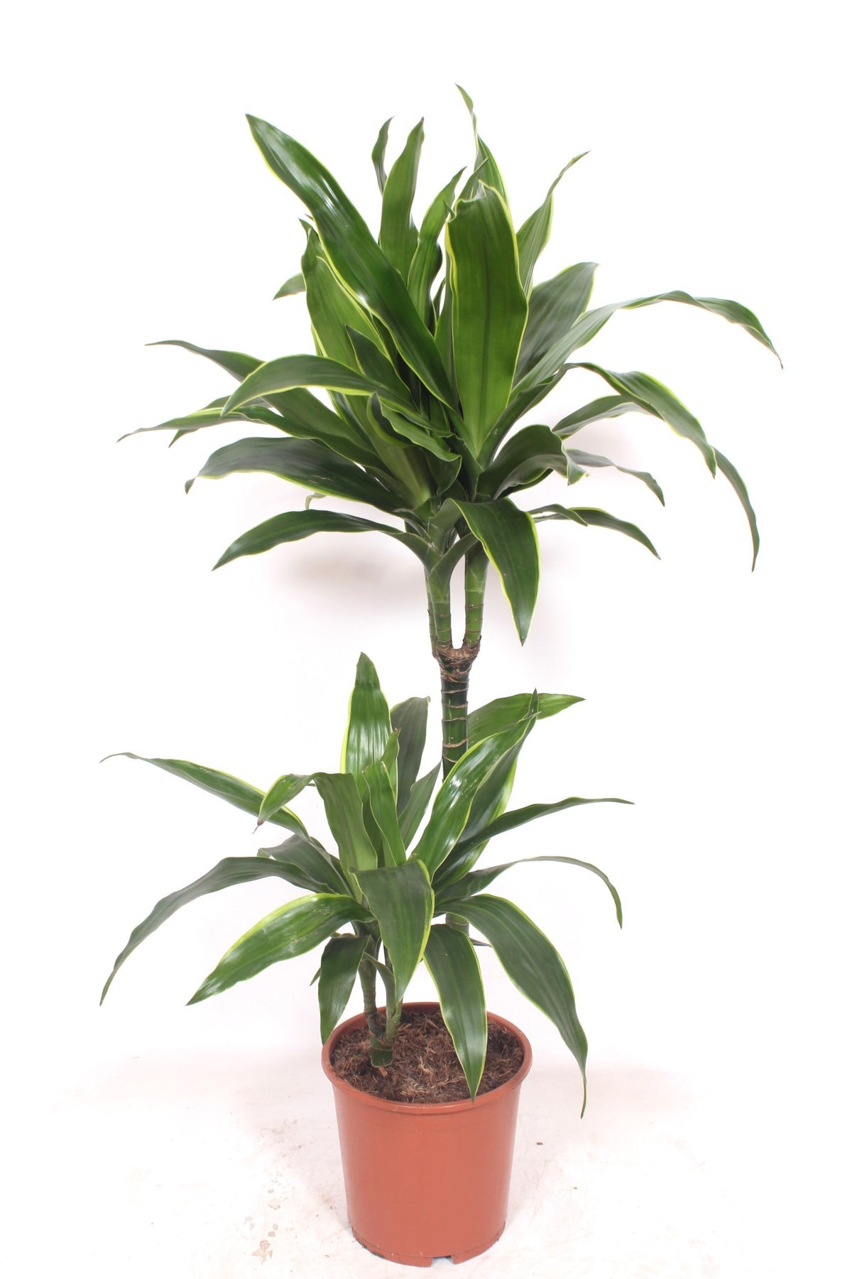 Dracaena frag. Arturo 110cm 19cm Pot