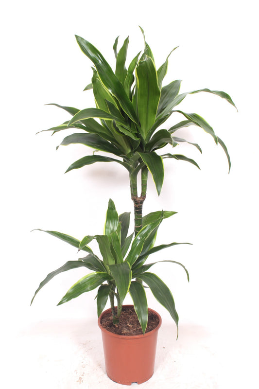 Dracaena frag. Arturo 110cm 19cm Pot