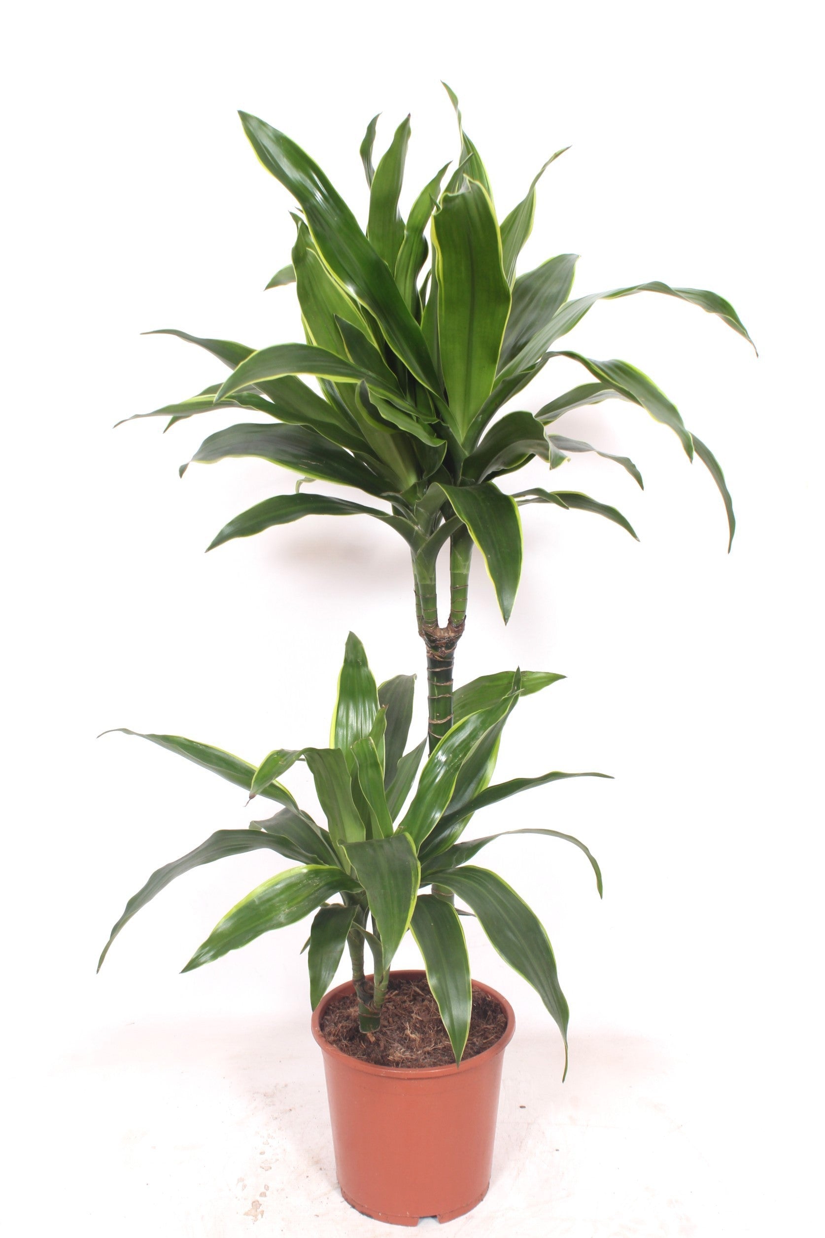 Dracaena frag. Arturo 120cm 19cm Pot
