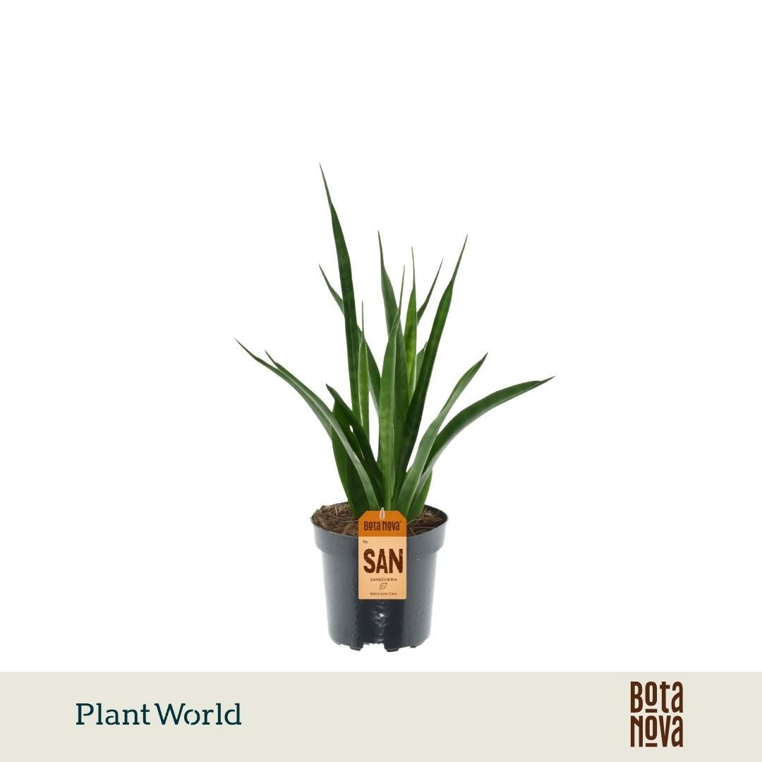 Sansevieria kirkii Friends 30cm 10.5cm Pot