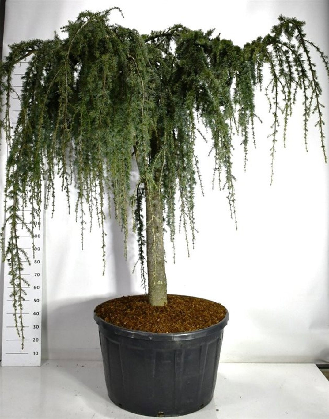 Cedrus atl. Glauca Pendula 250cm 96cm Pot
