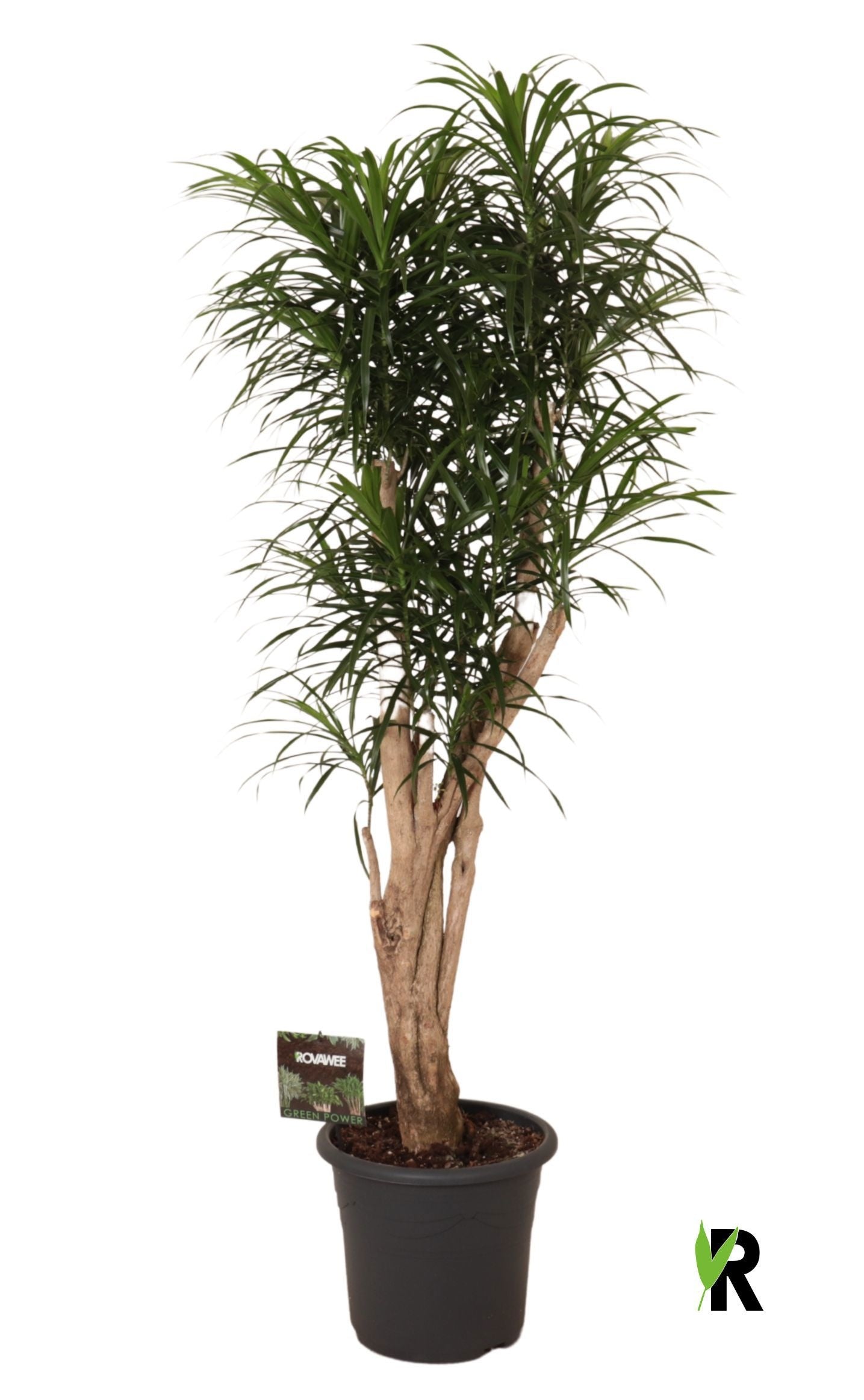 Dracaena ref. Anita 170cm 35cm Pot