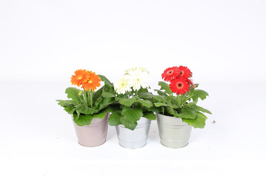 Gerbera mix 20cm 12cm Pot