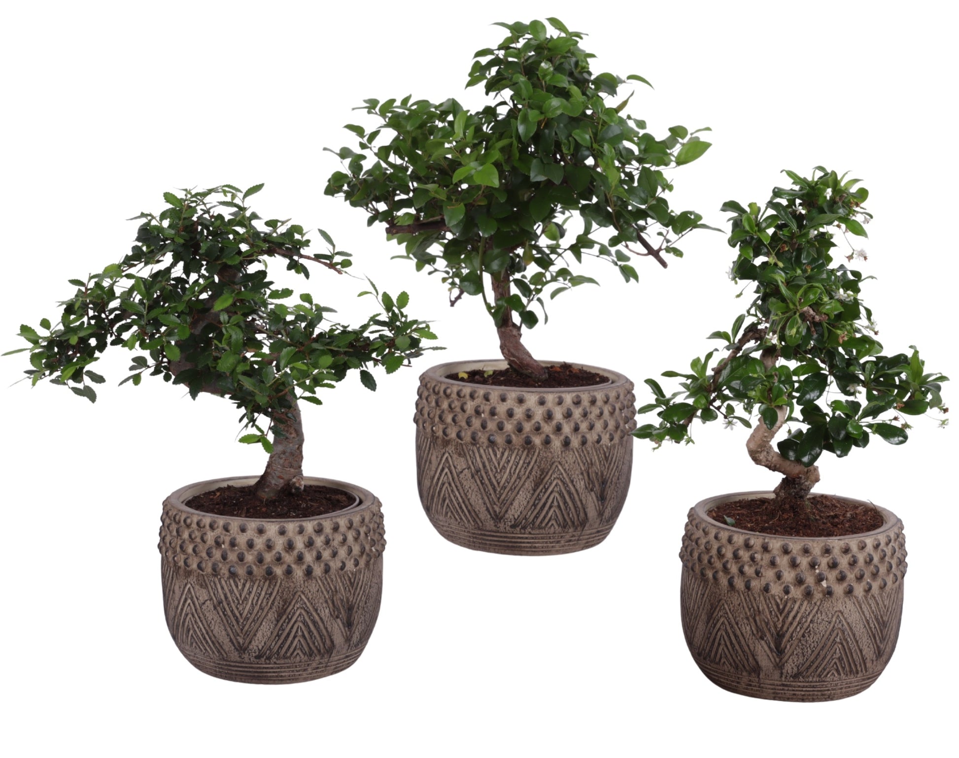 Bonsai mix 35cm 16cm Pot