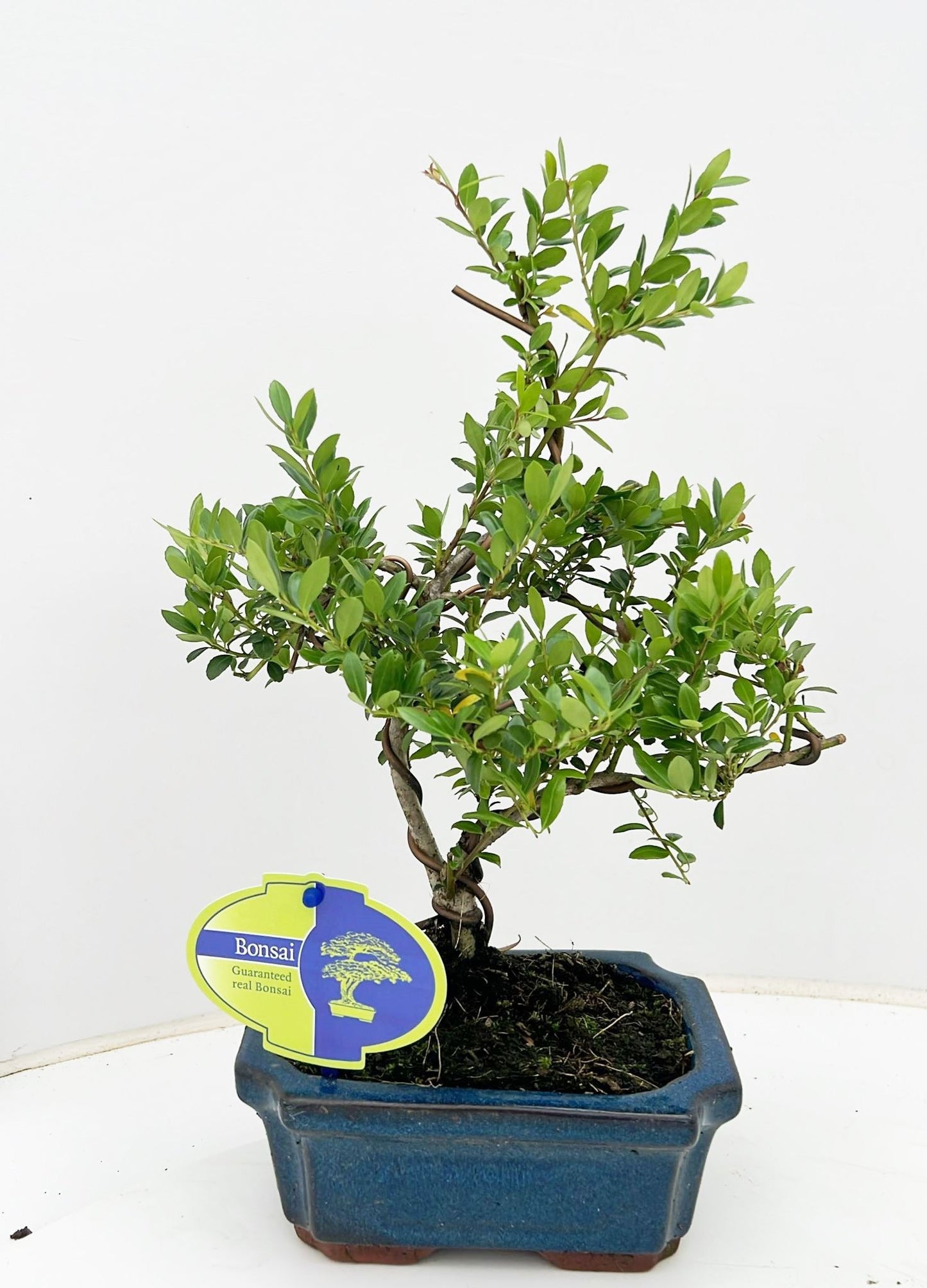 Lodder Bonsai BV Ilex crenata Pack of 4