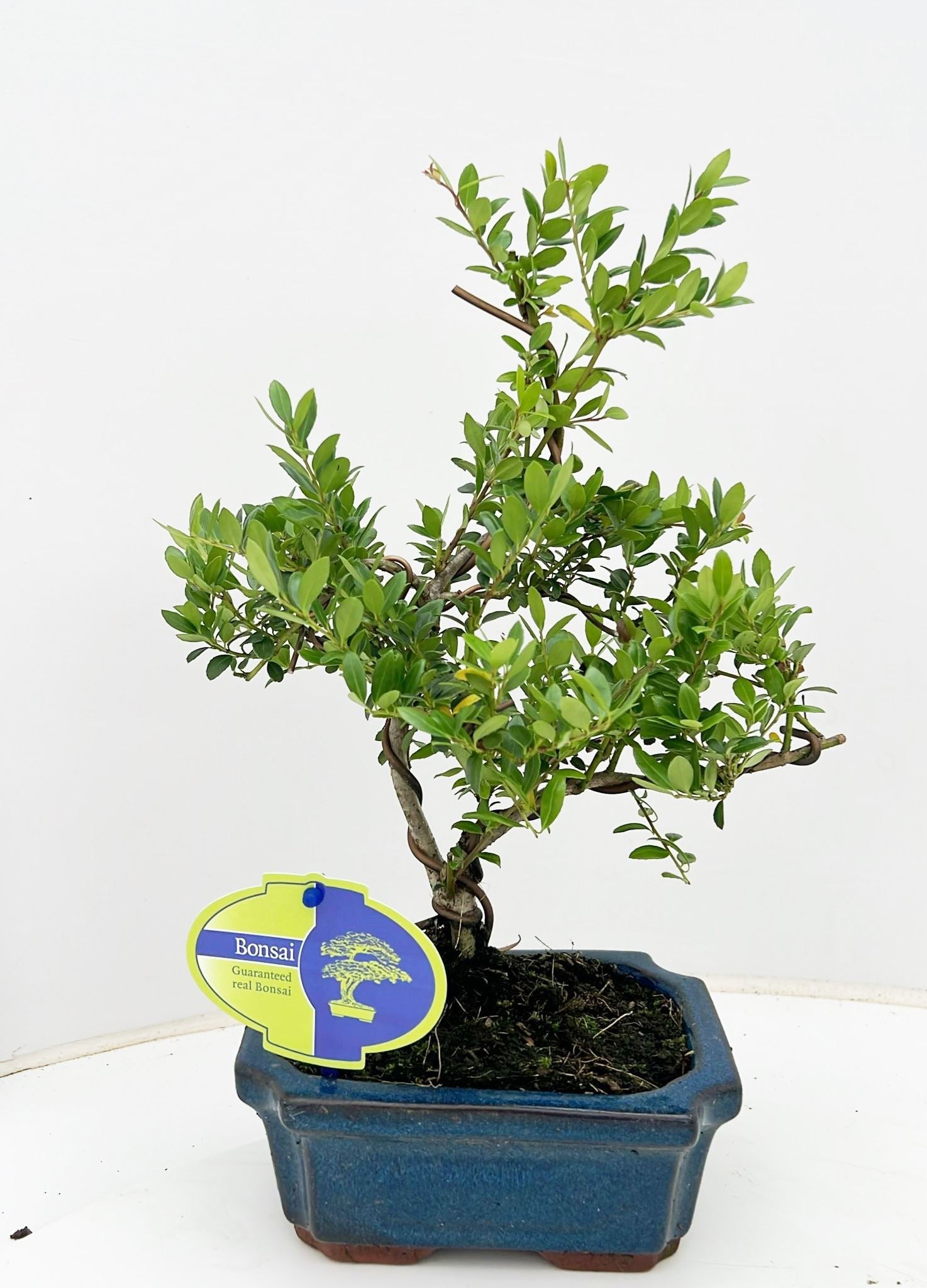 Lodder Bonsai BV Ilex crenata Pack of 4