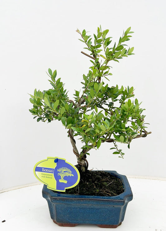 Ilex crenata 25cm 15cm Pot
