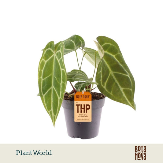 Anthurium Chrystallinum 30cm 12cm Pot