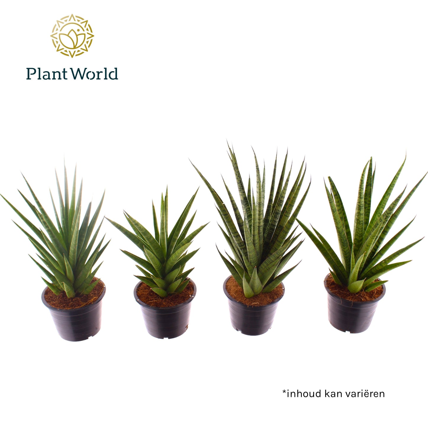 Sansevieria cylindrica 30cm 14cm Pot