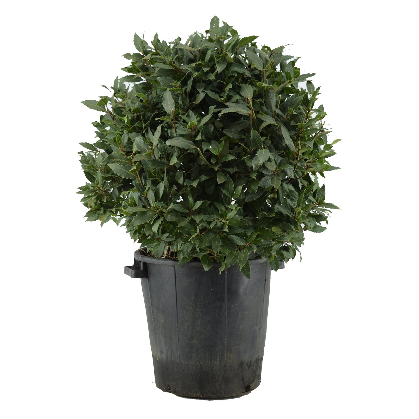 Laurus nobilis 100cm 40cm Pot