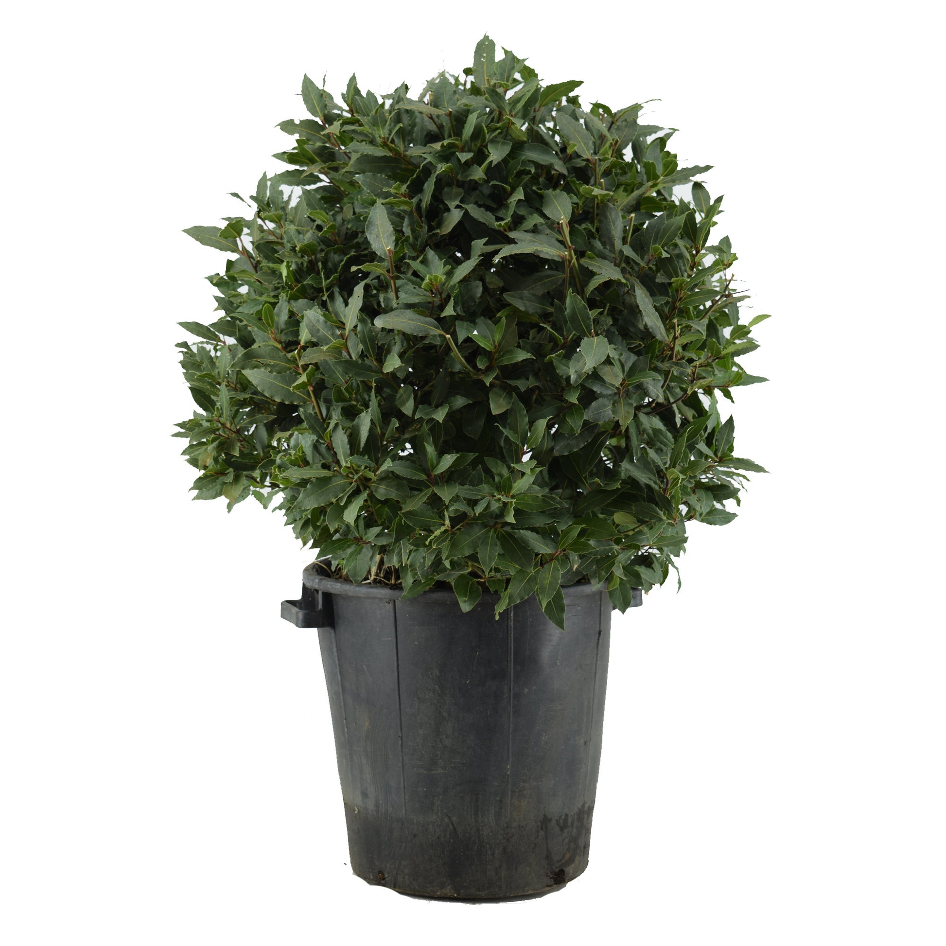 Laurus nobilis 100cm 40cm Pot