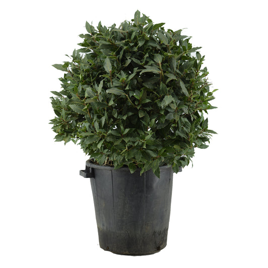 Laurus nobilis 100cm 40cm Pot