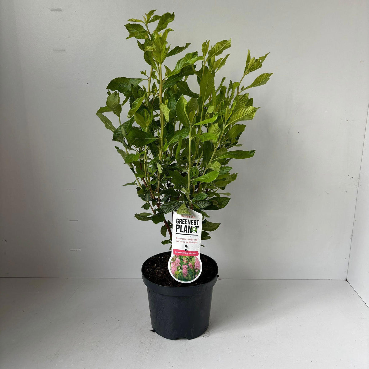 Clethra alnifolia 70cm 19cm Pot
