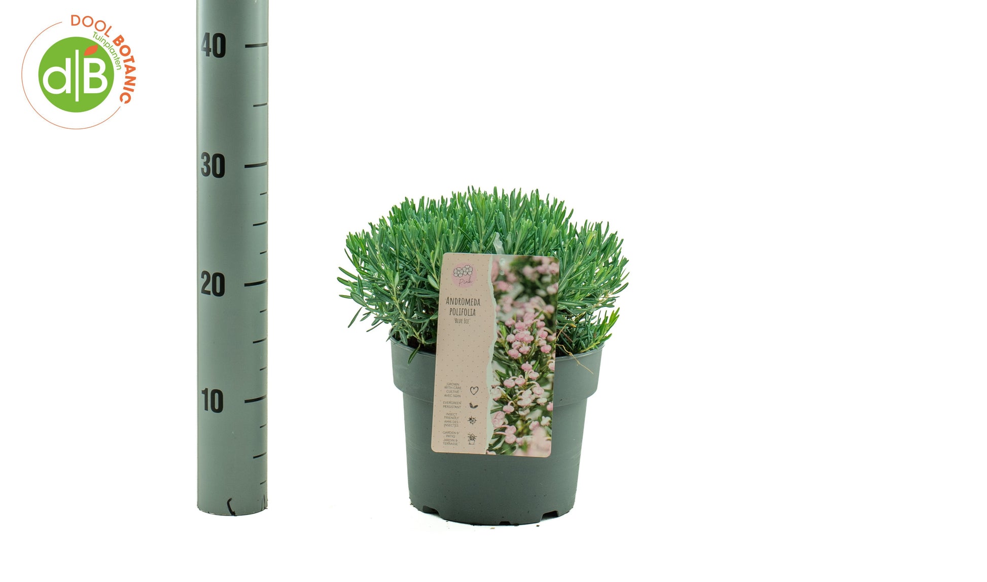 Dool Botanic Andromeda Blue Ice Pack of 1