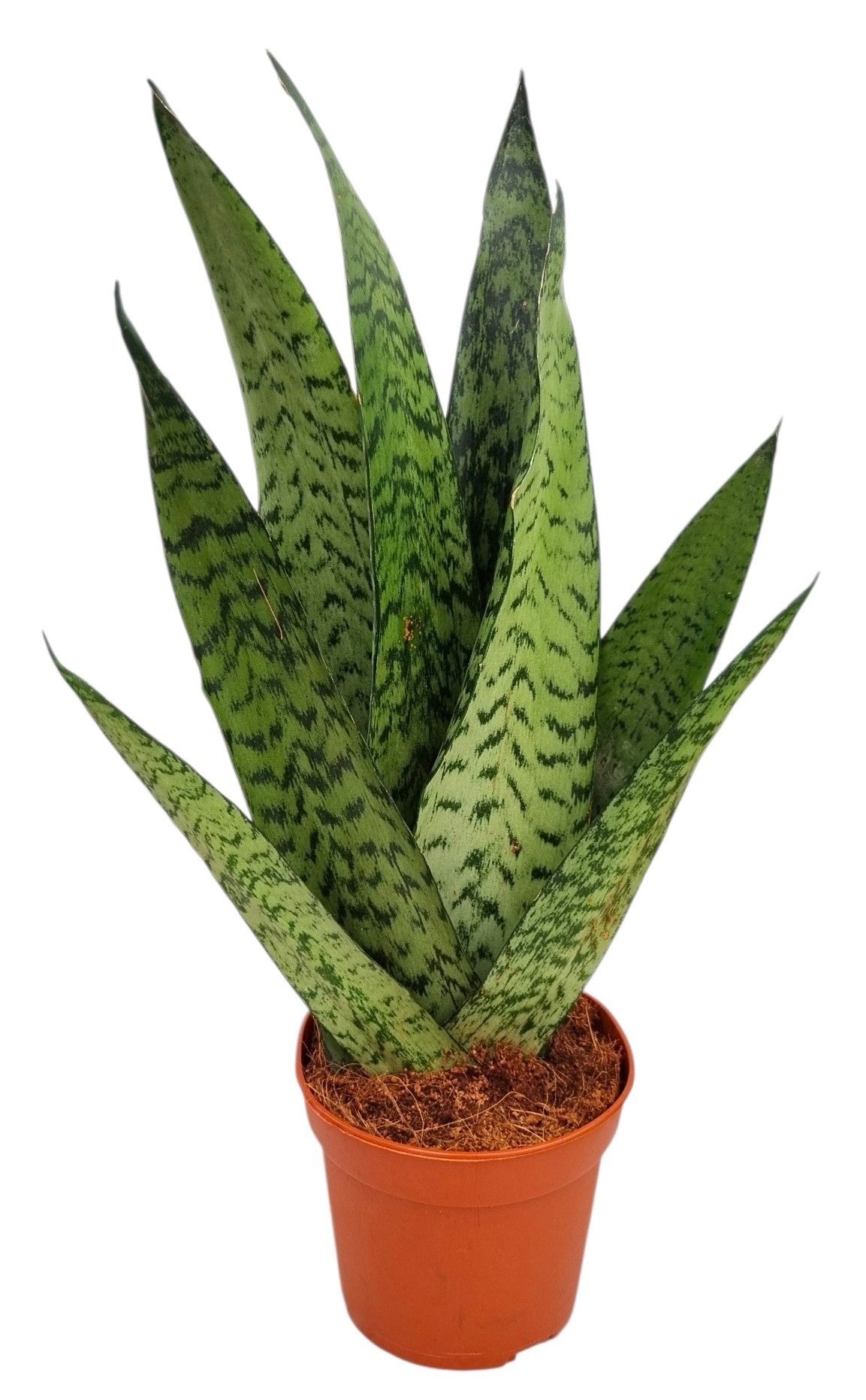 Sansevieria Zeylanica 45cm 14cm Pot