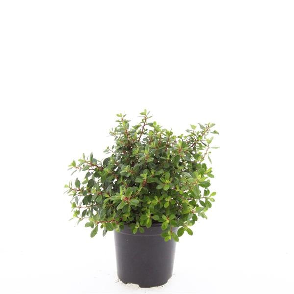 Boer, W.T.M. de Escallonia Red Dream Pack of 8