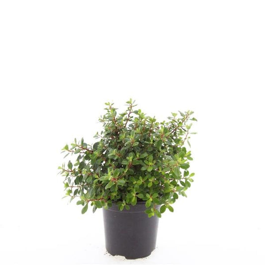 Boer, W.T.M. de Escallonia Red Dream Pack of 8