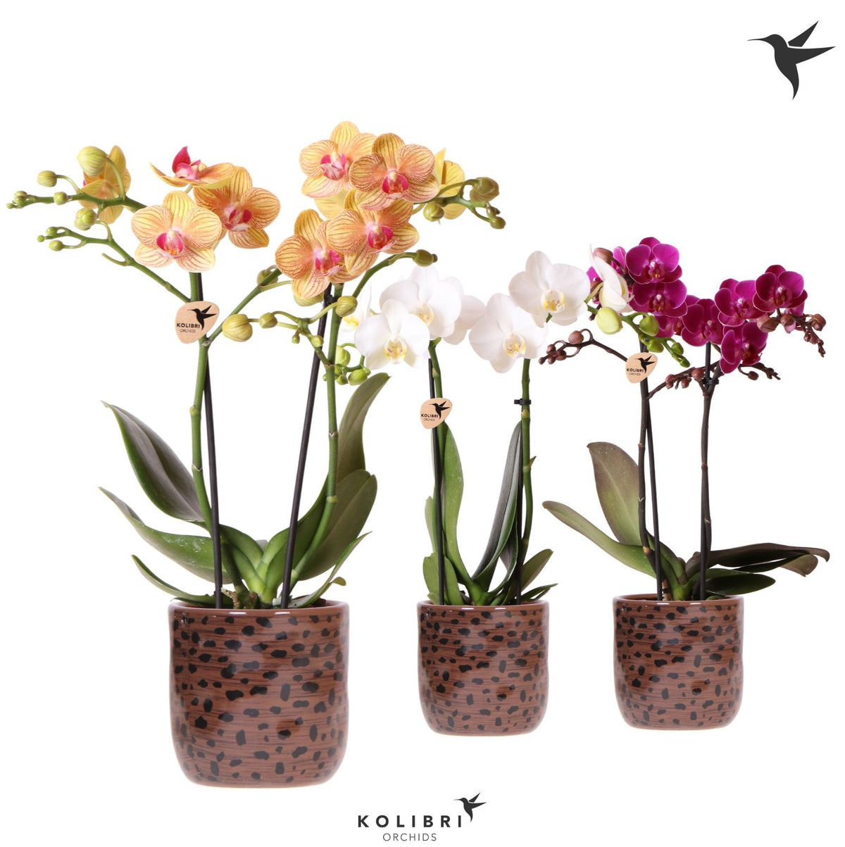 Phalaenopsis mix 40cm 9cm Pot