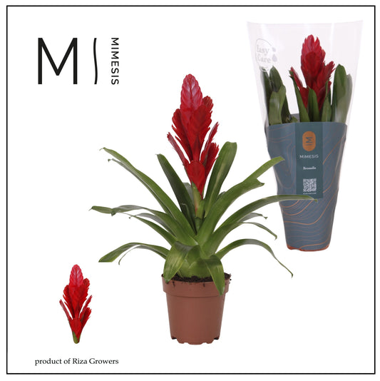 Vriesea Intenso Red 42cm 12cm Pot