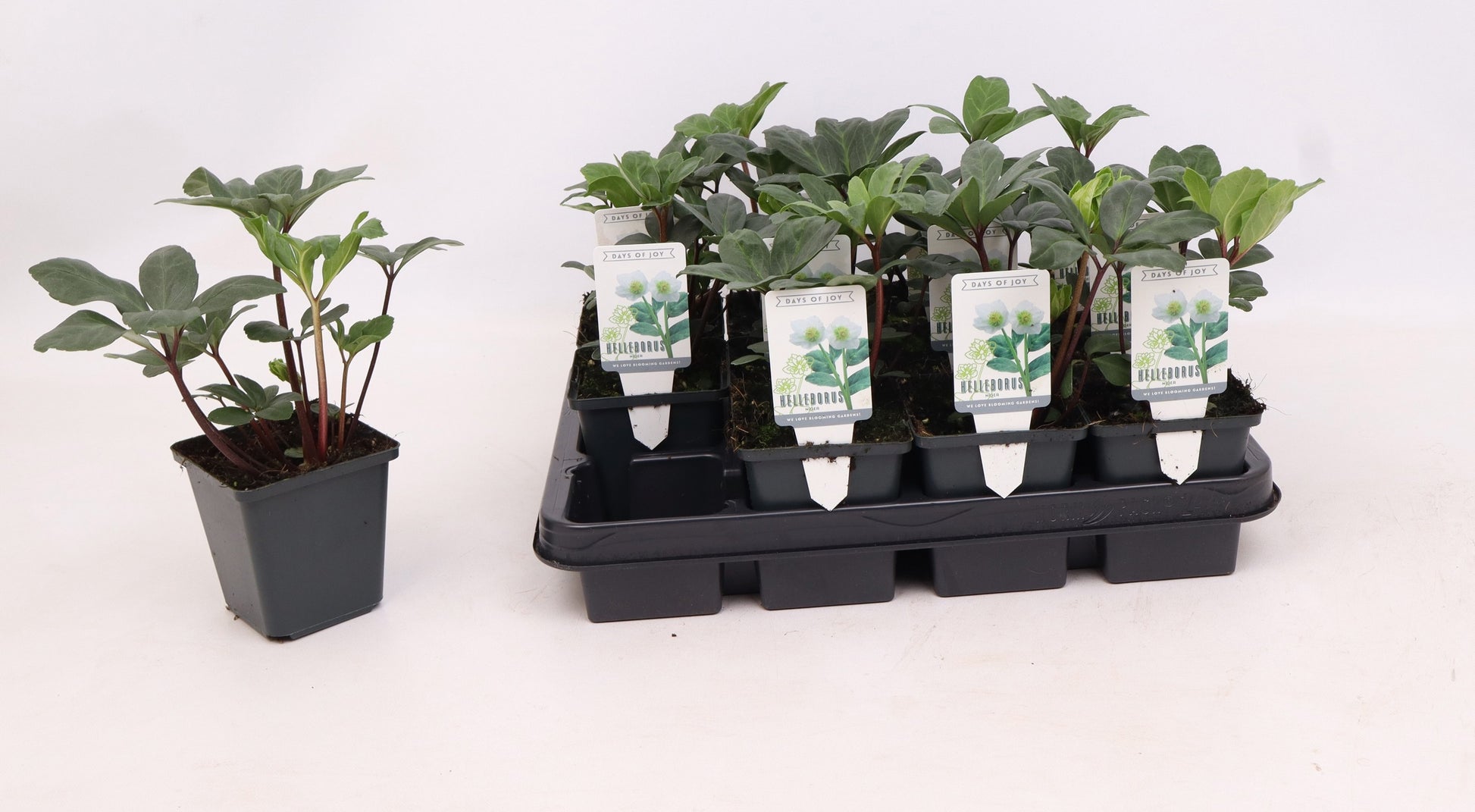 Valk BV Patioplant Helleborus niger Christmas Carol Pack of 12