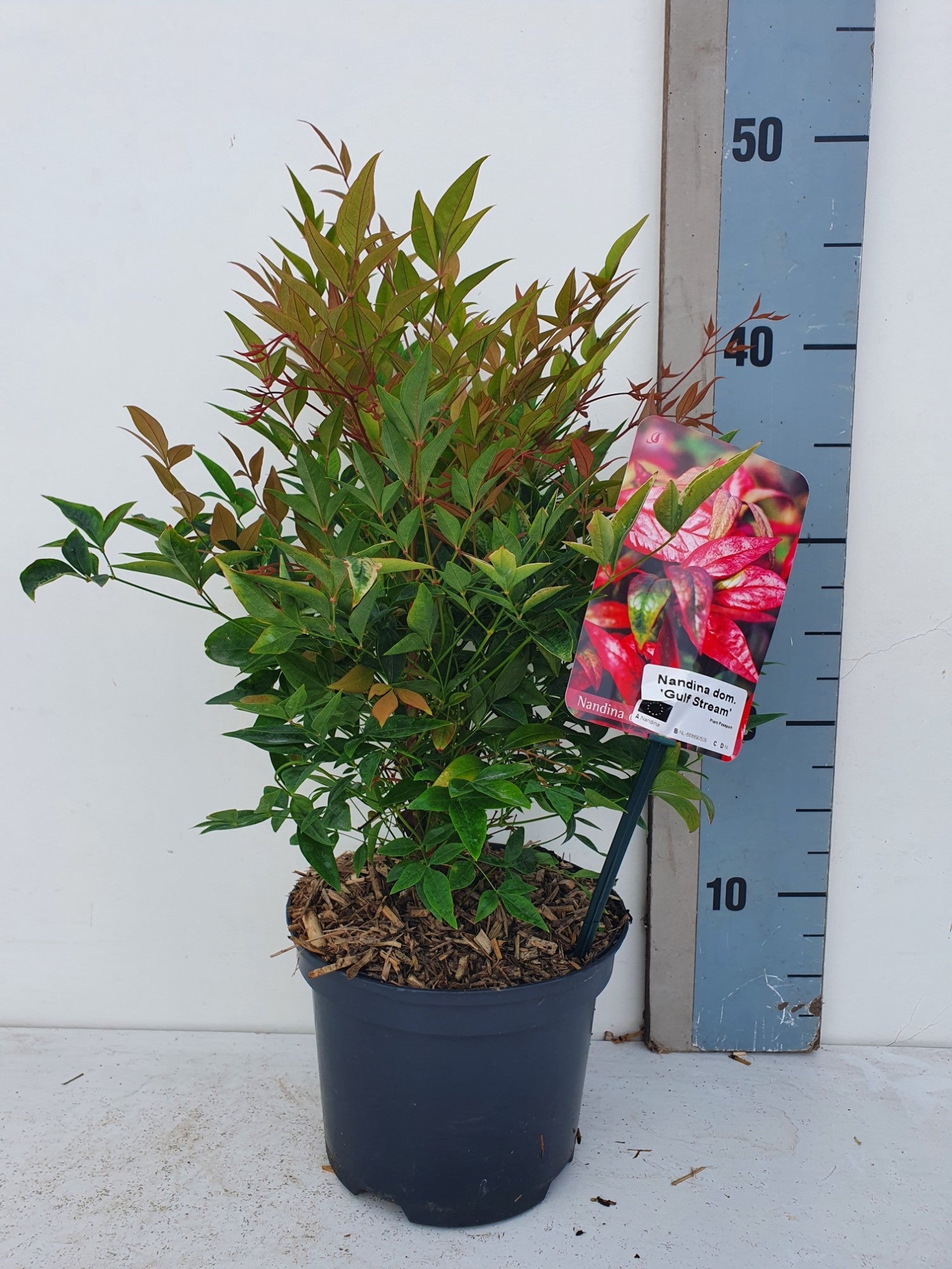 Roessel Tuinpl. VOF, B. v. Nandina domestica Pack of 6