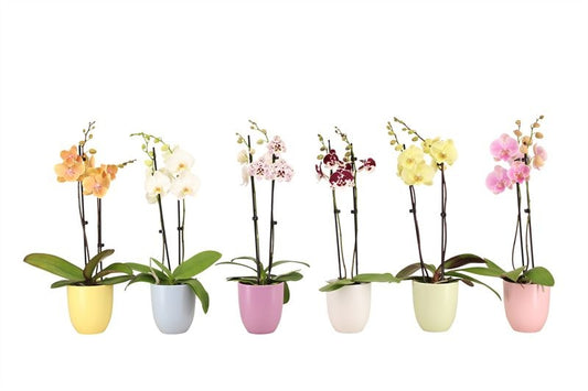 Phalaenopsis mix 60cm 12cm Pot