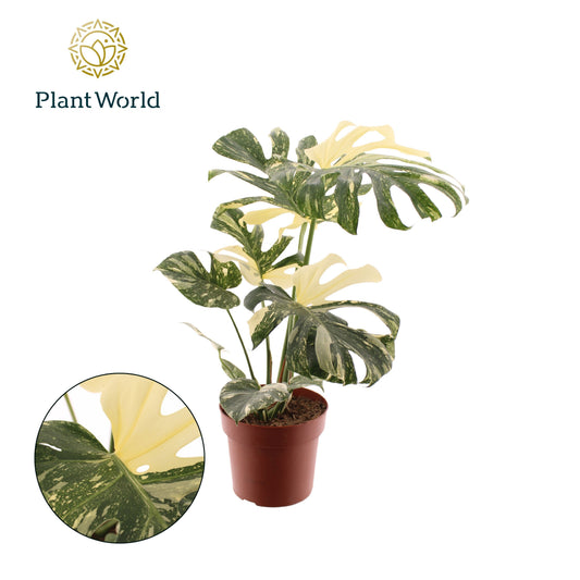 Monstera Thai Constellation 80cm 21cm Pot