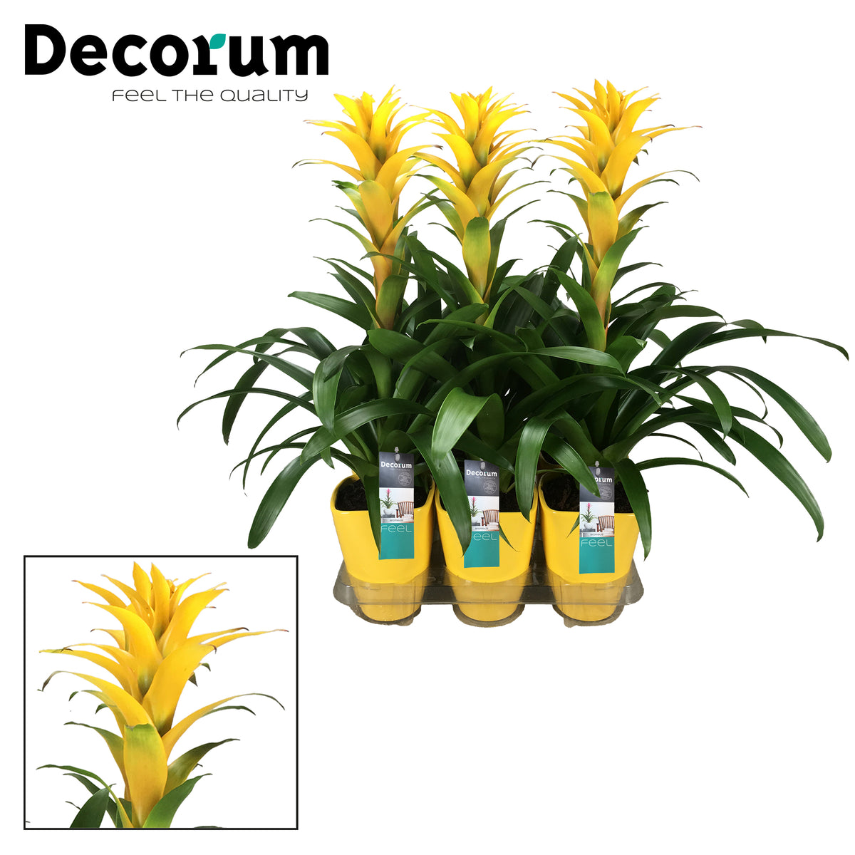 Guzmania Hilda (+ drp.ceramic) 60cm 14cm Pot