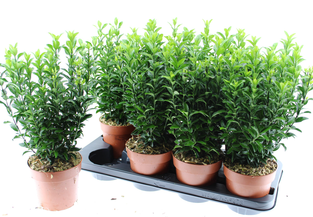 Euonymus Green Spire 40cm 13cm Pot
