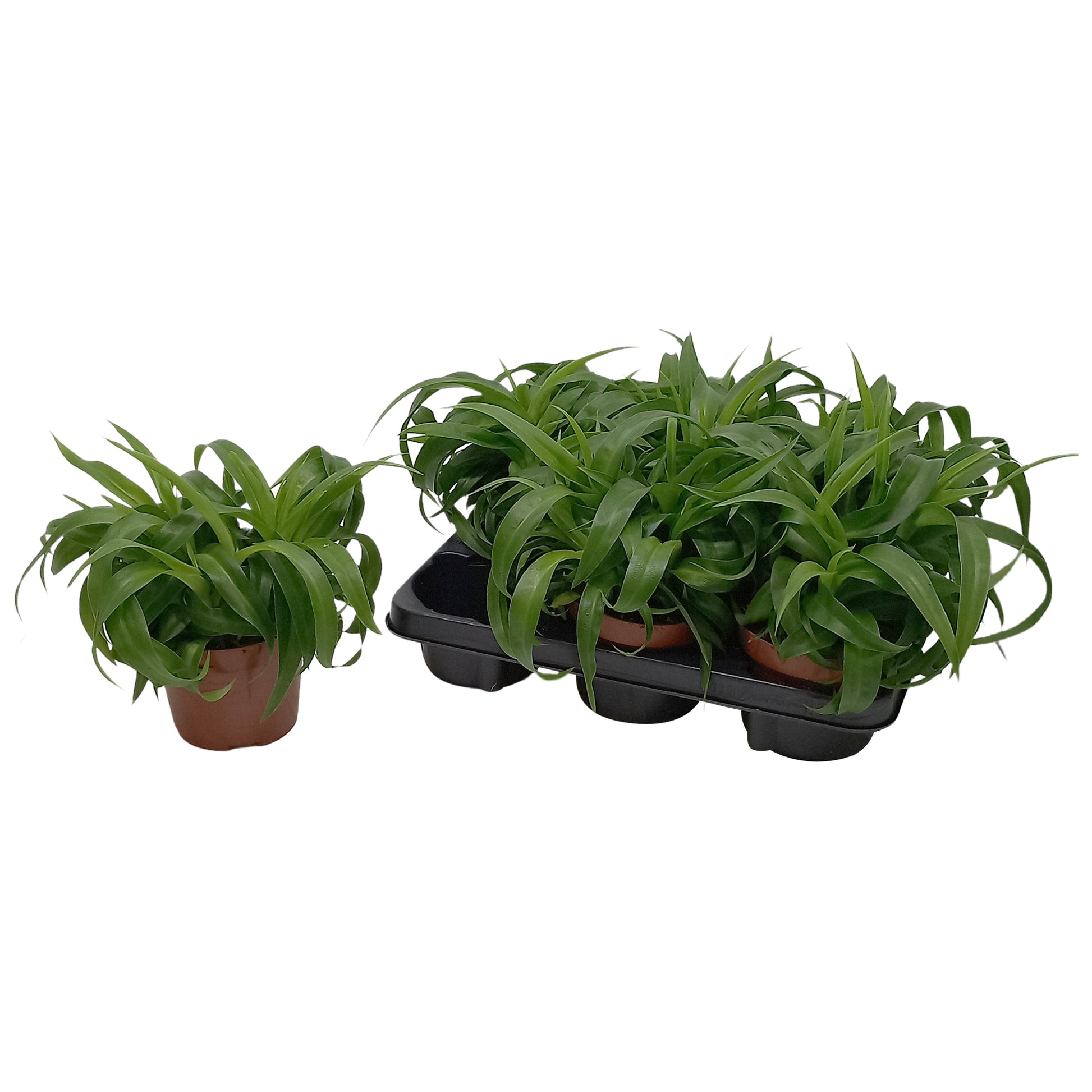 Quakelplant BV Chlorophytum Green Bonnie Pack of 8