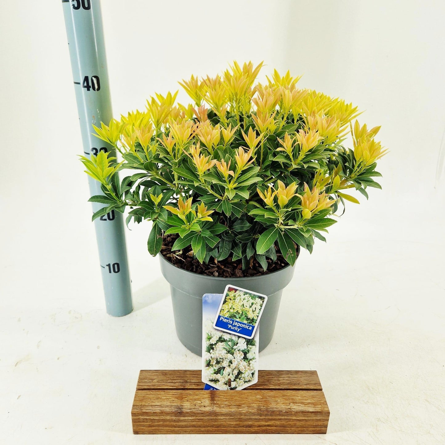 Pieris japonica Purity 40cm 23cm Pot