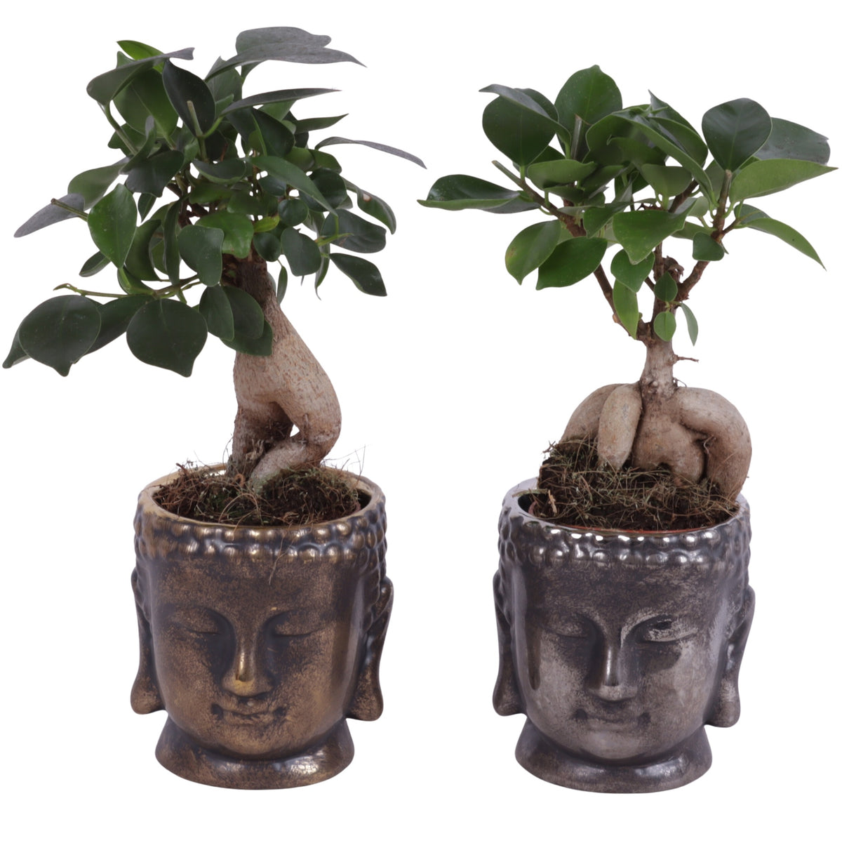 Ficus Ginseng 25cm 8cm Pot