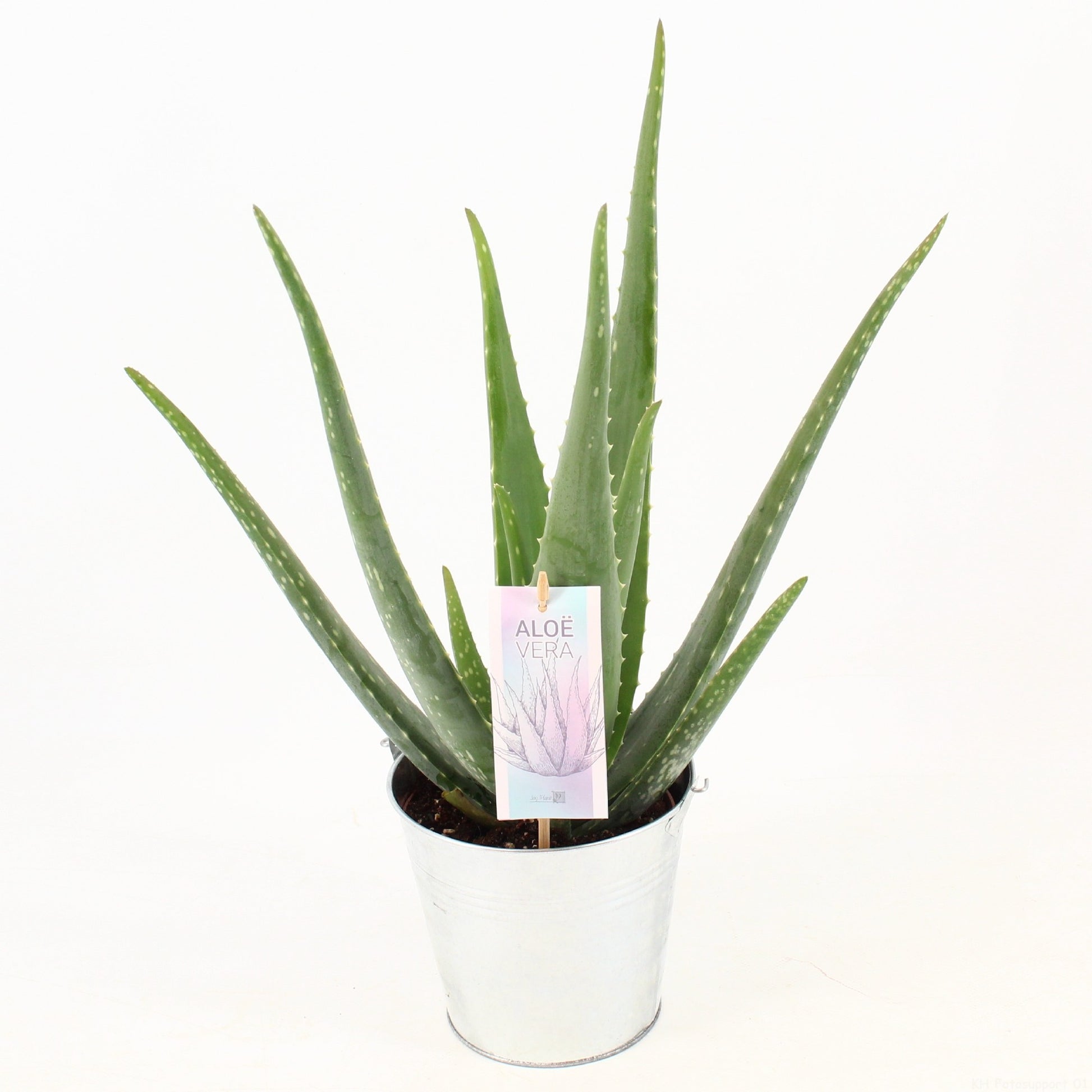 Aloe vera 45cm 15cm Pot