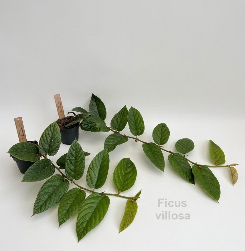 Ficus benjamina 20cm 12cm Pot