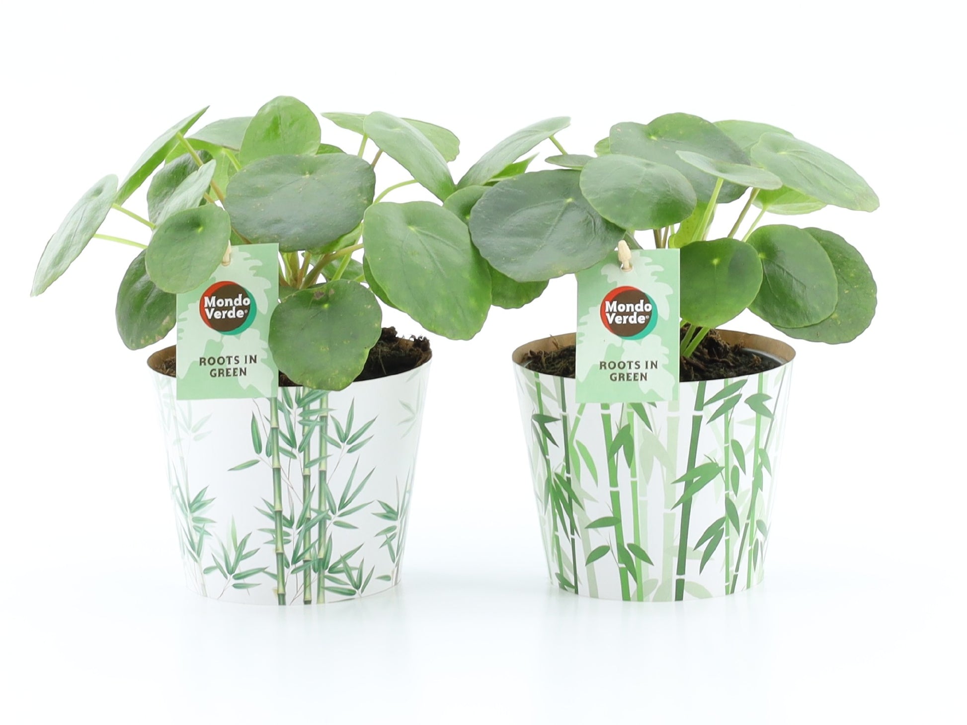 Pilea peperomioides 20cm 12cm Pot