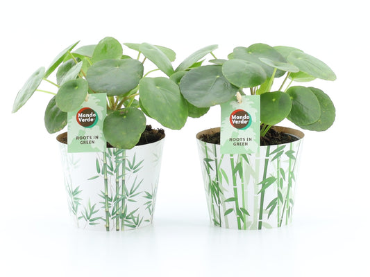 Pilea peperomioides 20cm 12cm Pot