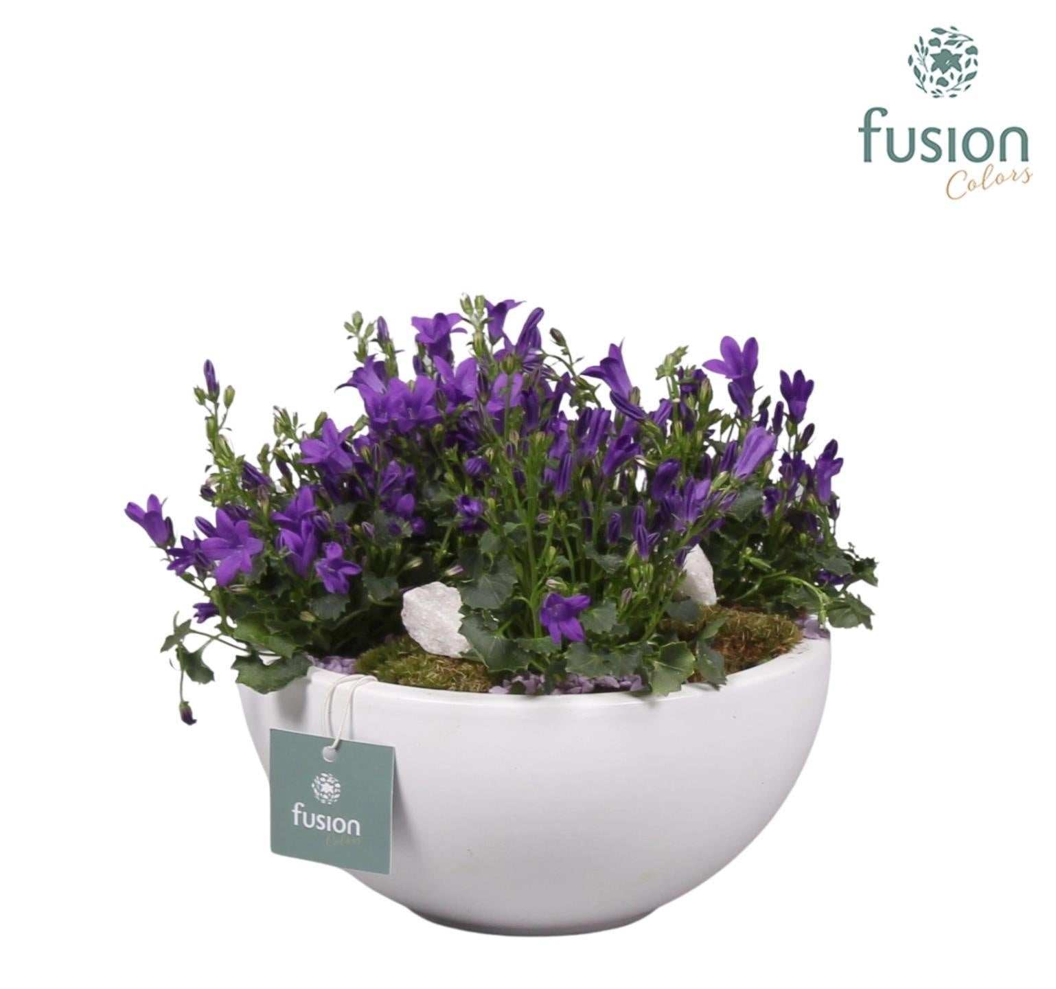 Keramiek moonschaal met arrangement Campanula 24uur levertijd 20cm 18cm Pot