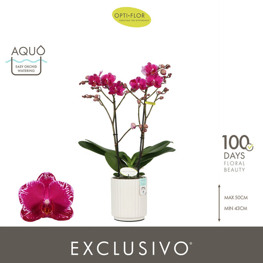 Phalaenopsis Purple 45cm 12cm Pot