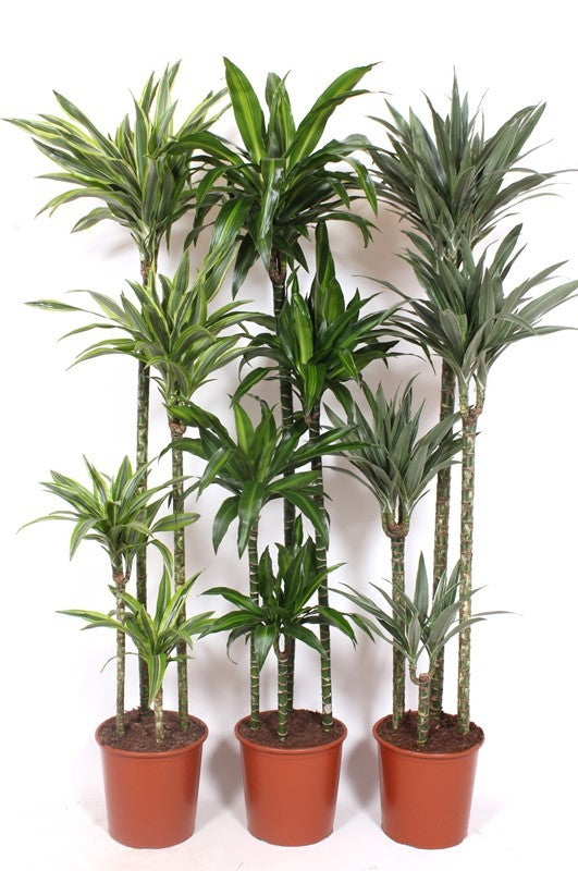 Dracaena fragrans mix 190cm 27cm Pot
