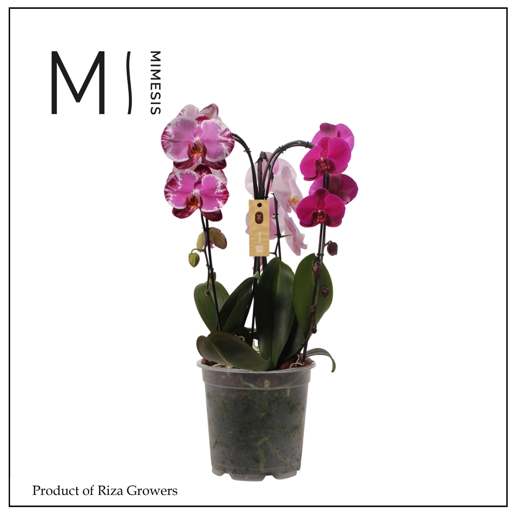 Phalaenopsis mix 65cm 21cm Pot