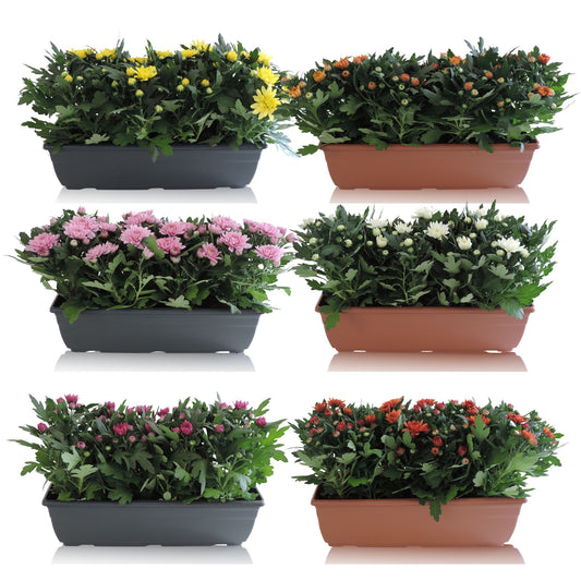 Chrysanthemum mix 25cm 40cm Pot